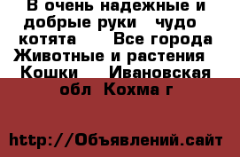 В очень надежные и добрые руки - чудо - котята!!! - Все города Животные и растения » Кошки   . Ивановская обл.,Кохма г.